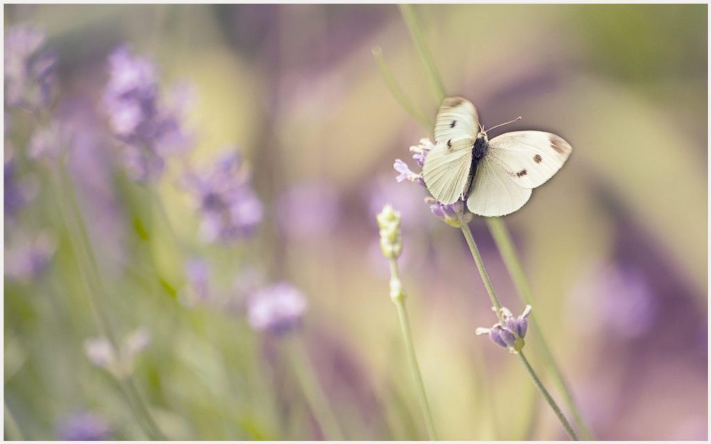 White Butterfly With Pink Flowers White Butterfly With - De Capas Para Facebook Borboletas , HD Wallpaper & Backgrounds