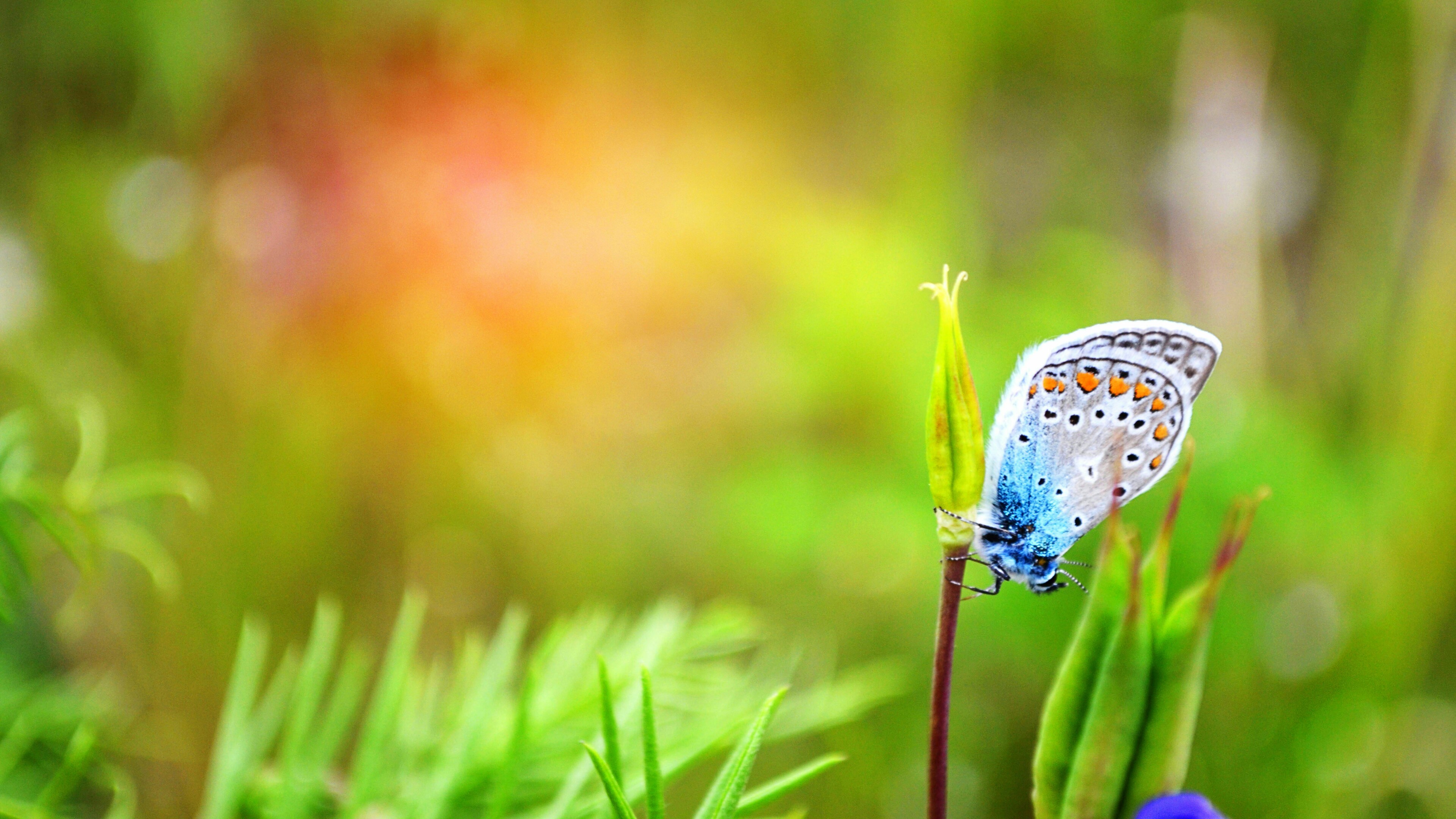 Blue Butterfly Tumblr Blue Butterfly Wallpaper Pack - Common Blue , HD Wallpaper & Backgrounds