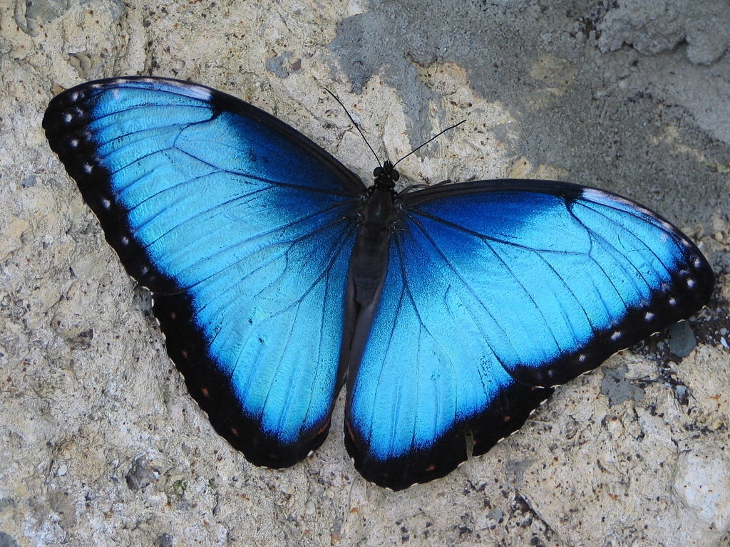 Rainforest Butterfly - Butterfly From The Rainforest , HD Wallpaper & Backgrounds