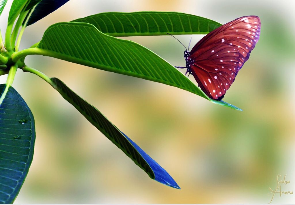 #butterfly #nature #mariposa #schmetterling #titli - Apatura , HD Wallpaper & Backgrounds