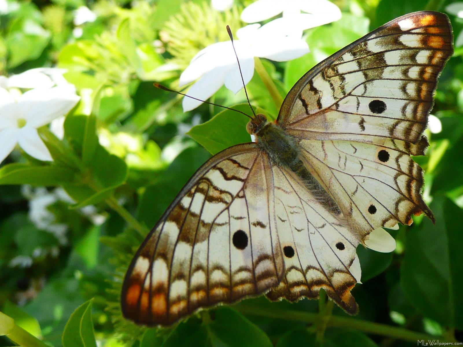 Butterfly On Jasmine - Butterfly With Jasmine Flower , HD Wallpaper & Backgrounds