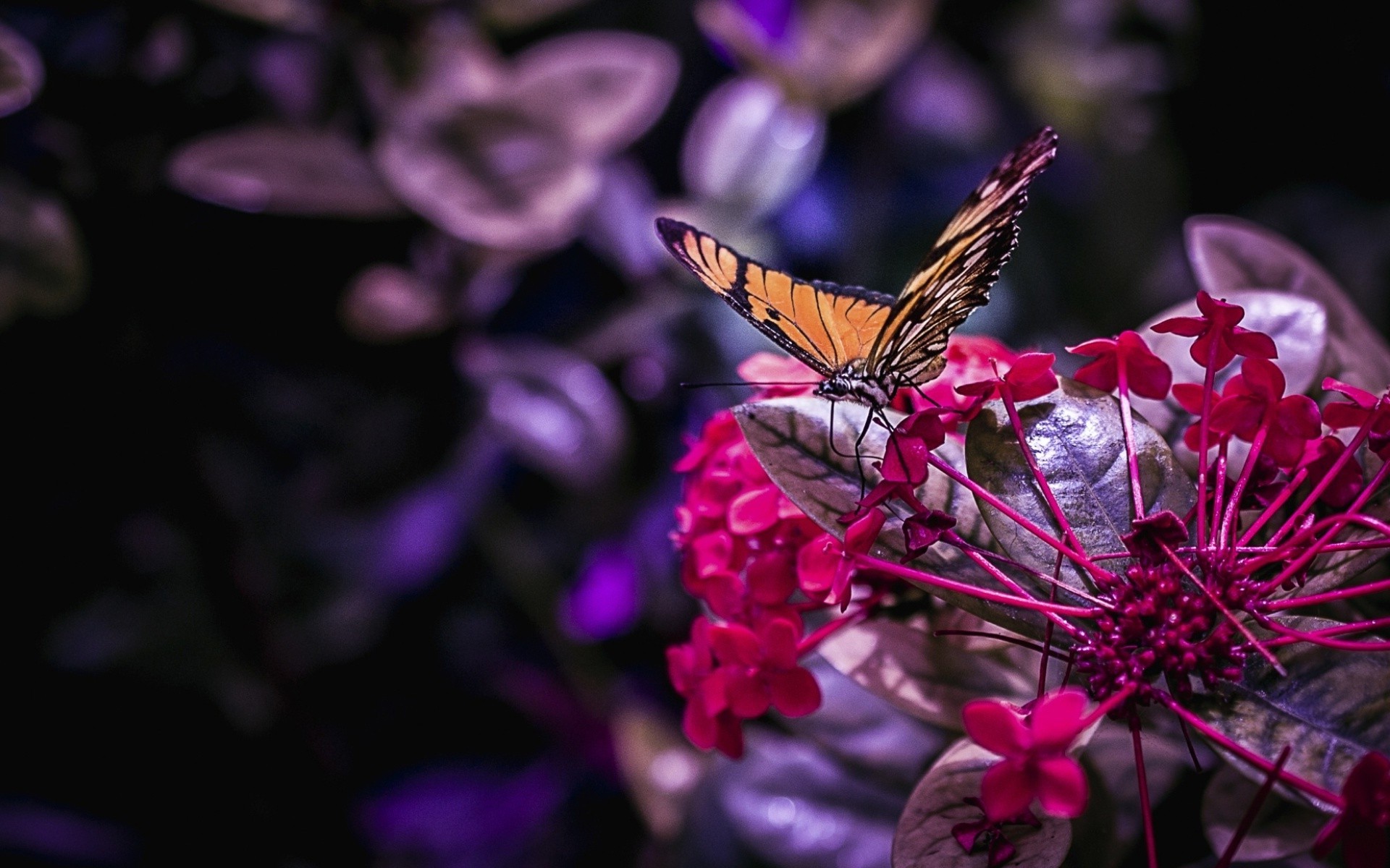 Butterfly Wallpaper Tumblr - Papilio Machaon , HD Wallpaper & Backgrounds