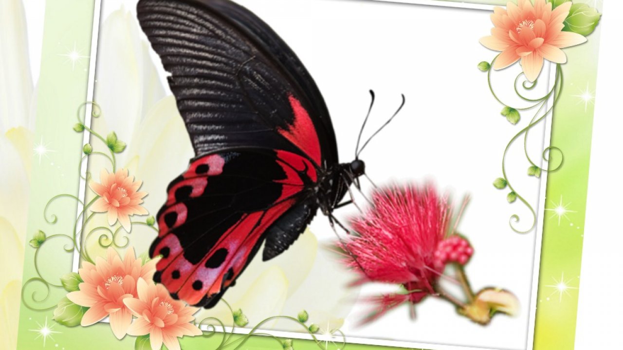 Surrealism Hd Wallpapers Widescreen Computer Artwork - Red Butterfly Photoshop , HD Wallpaper & Backgrounds