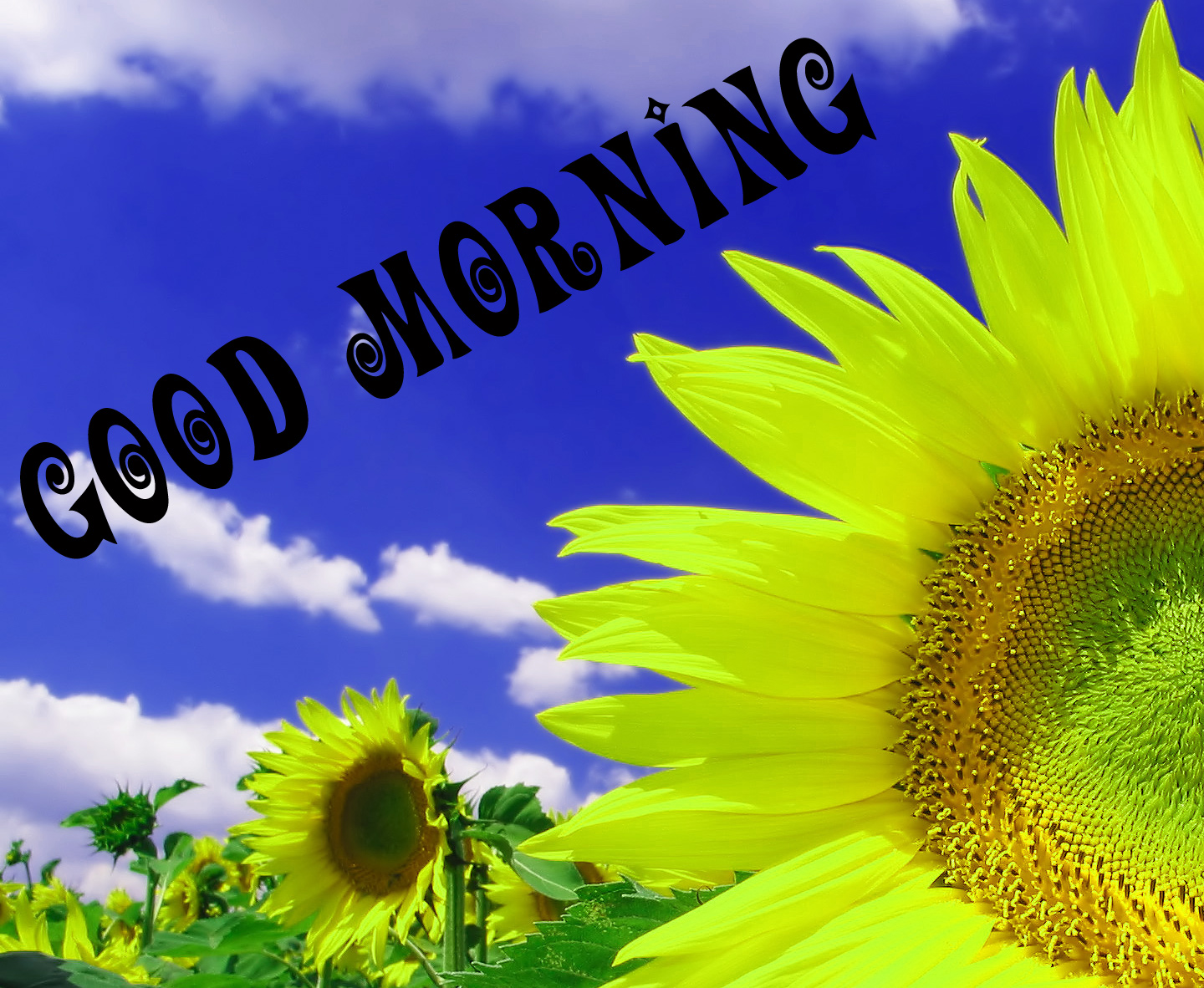 Sunflower Good Morning Images Wallpaper Pics Download - Fondos De Pantalla Girasoles , HD Wallpaper & Backgrounds