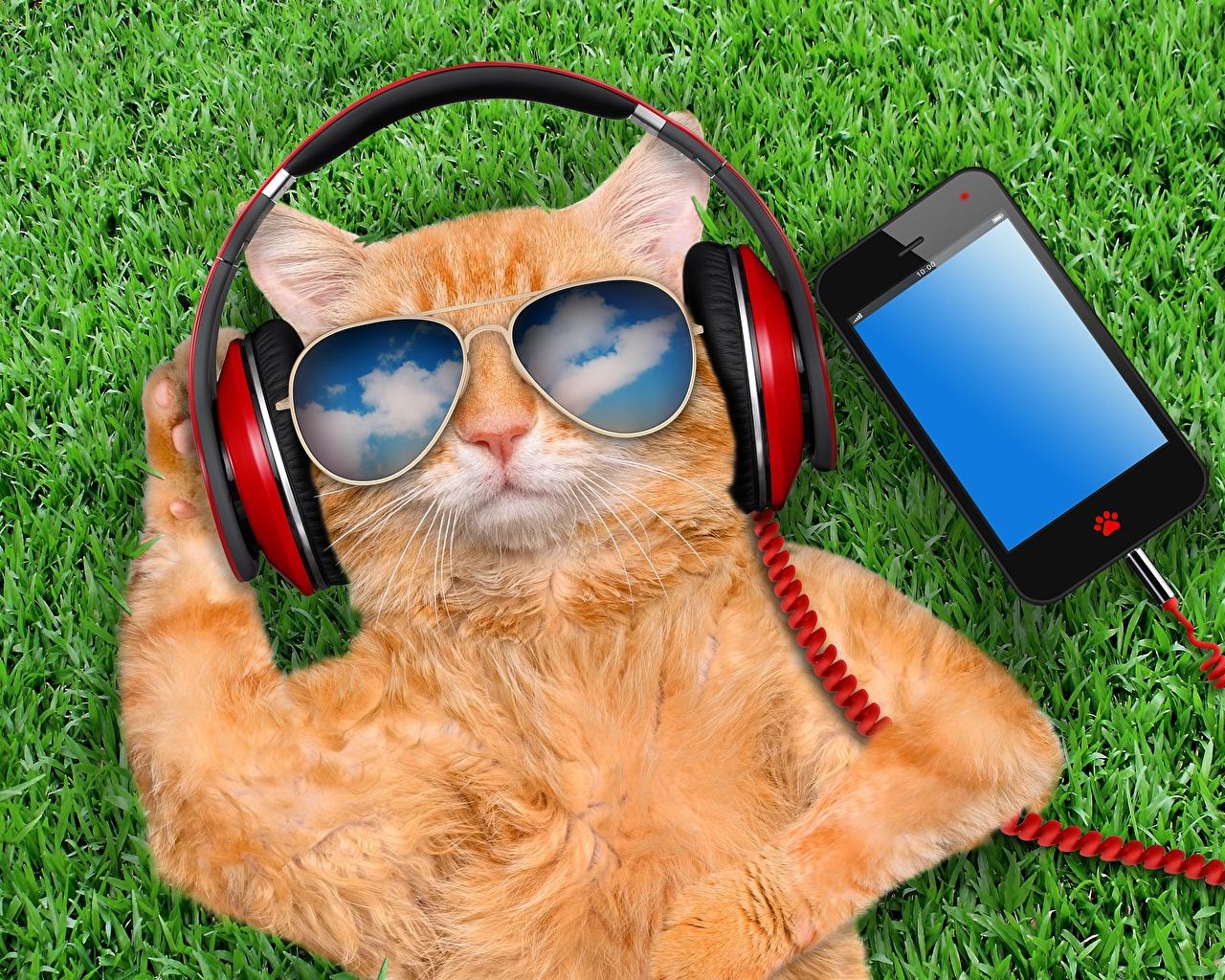 Eyeglasses Wallpaper - Orange Cat Wearing Headphones , HD Wallpaper & Backgrounds