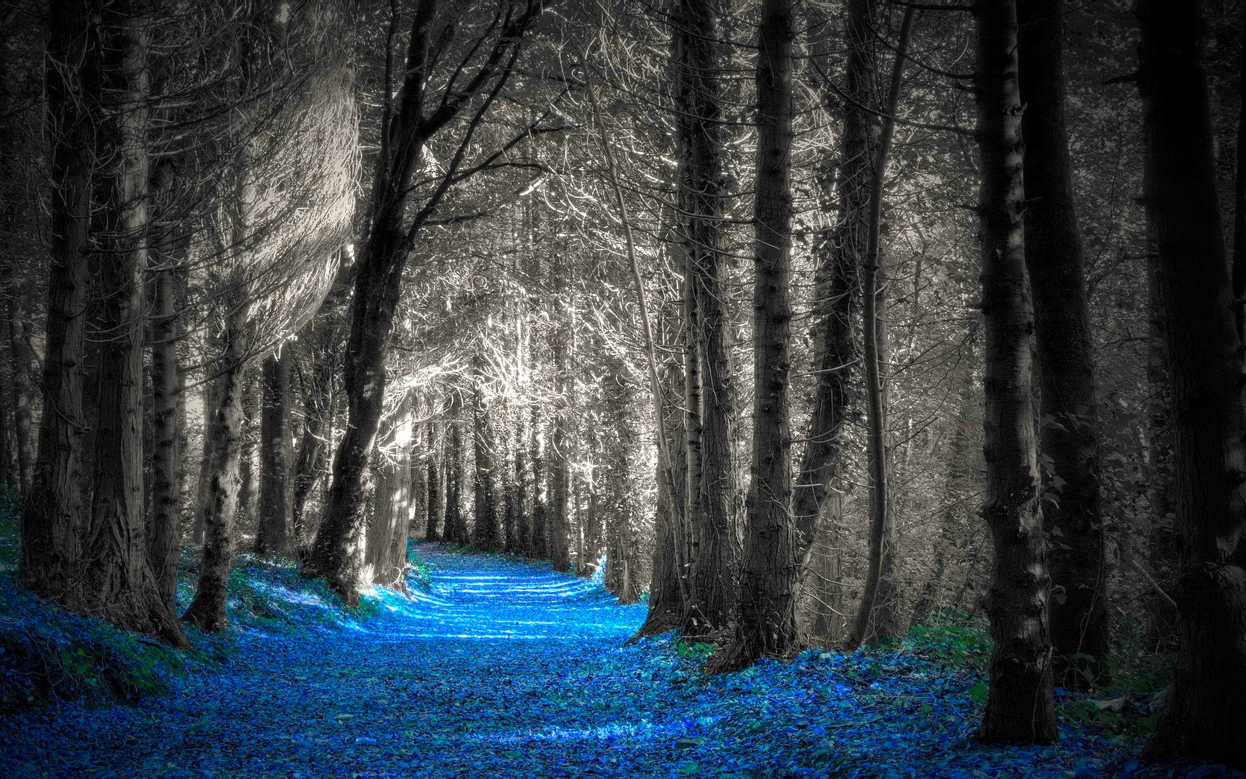 Back To 61 Photoshop Wallpapers Hd - Silver Forest , HD Wallpaper & Backgrounds