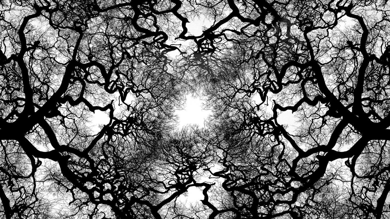 Tree Black And White Wallpaper - Black And White Trees Hd , HD Wallpaper & Backgrounds