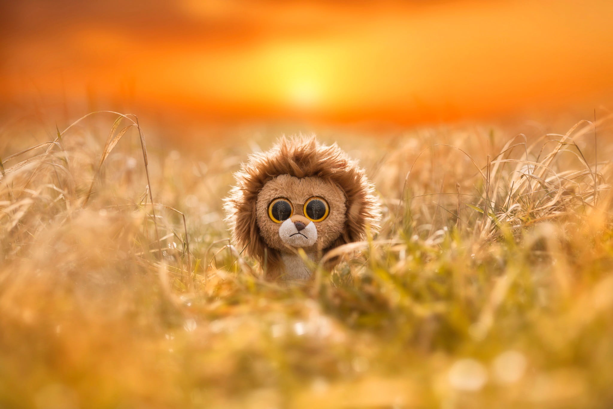 Selective Focus Photo Of Lion Beanie Boo Hd Wallpaper - Sad Lion Eyes , HD Wallpaper & Backgrounds