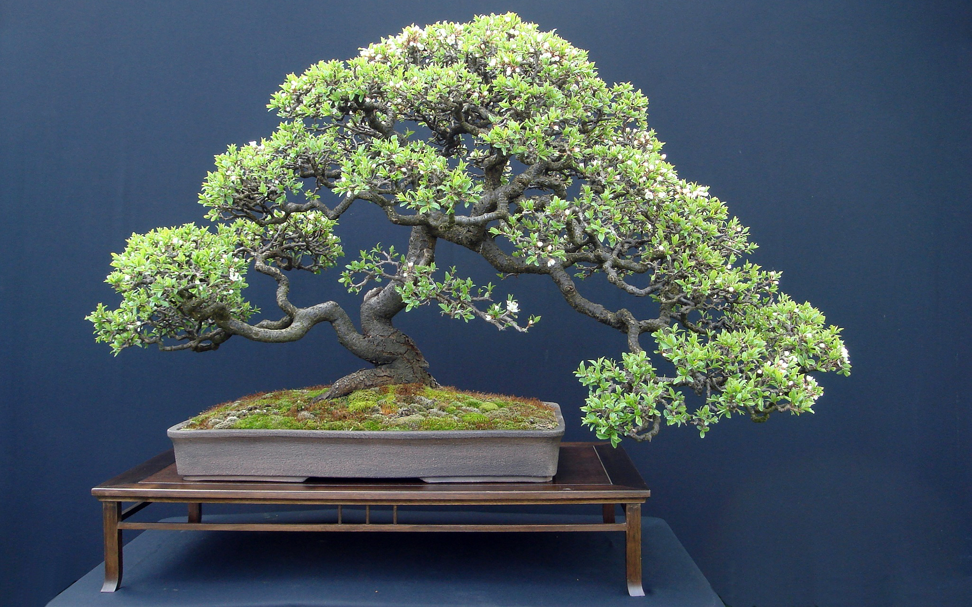Bonsai Tree - Bonsai Trident Maple , HD Wallpaper & Backgrounds