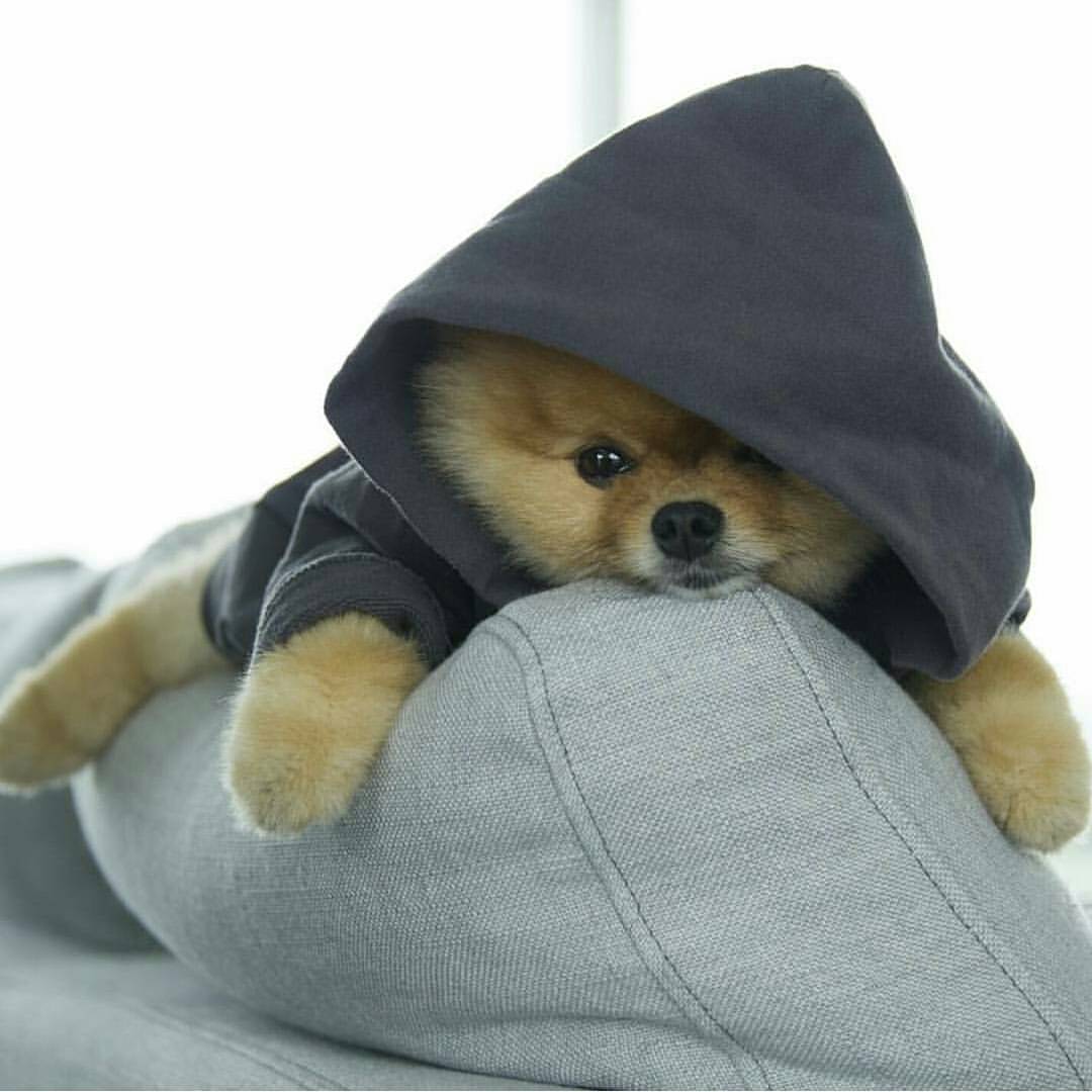 Clasique Lifestyle™ On Instagram - Cute Pics Of Jiffpom , HD Wallpaper & Backgrounds