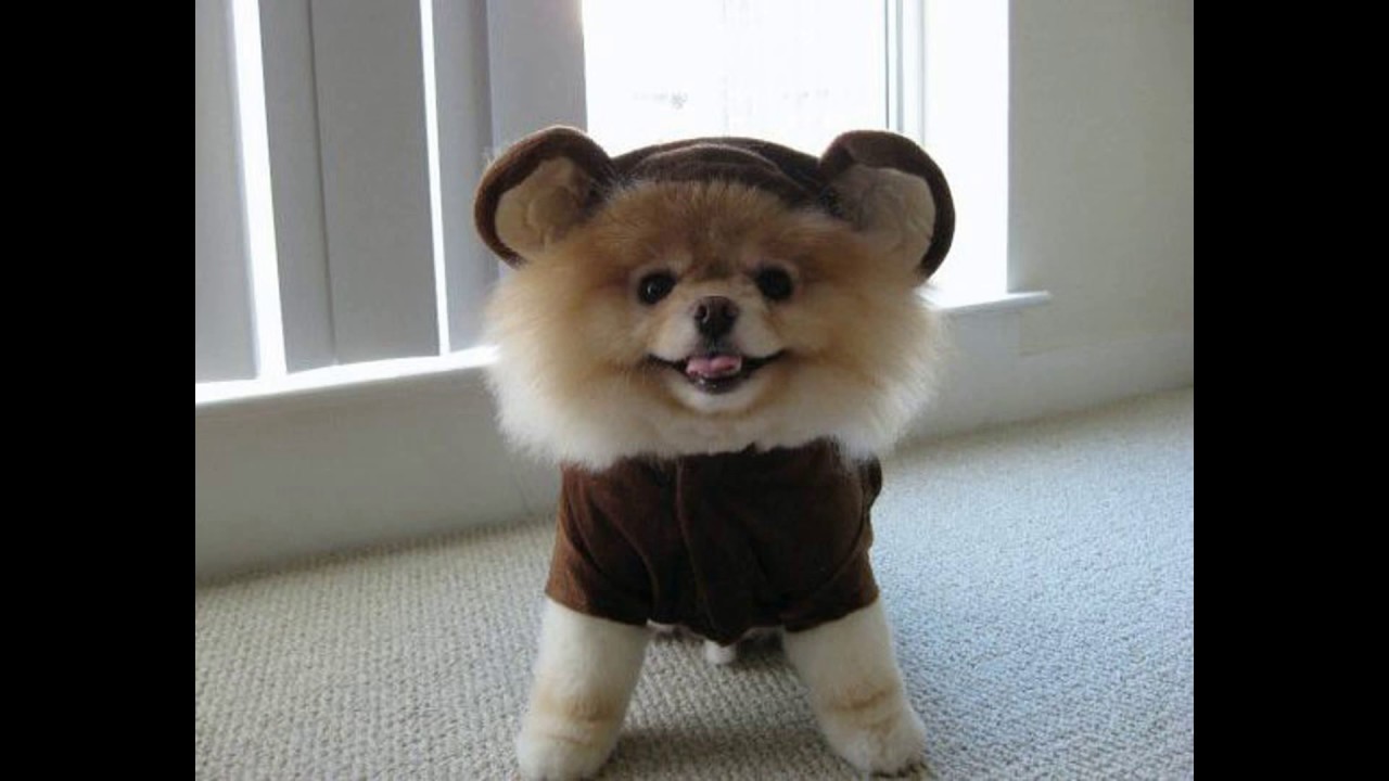 Cutest Images Of Jiffpom - Boo The Dog Cute , HD Wallpaper & Backgrounds