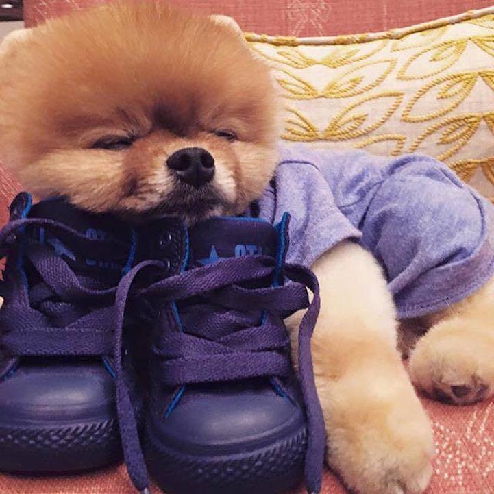 Adorable Pomeranian Amazes The World With Acrobatic - Pomeranian , HD Wallpaper & Backgrounds