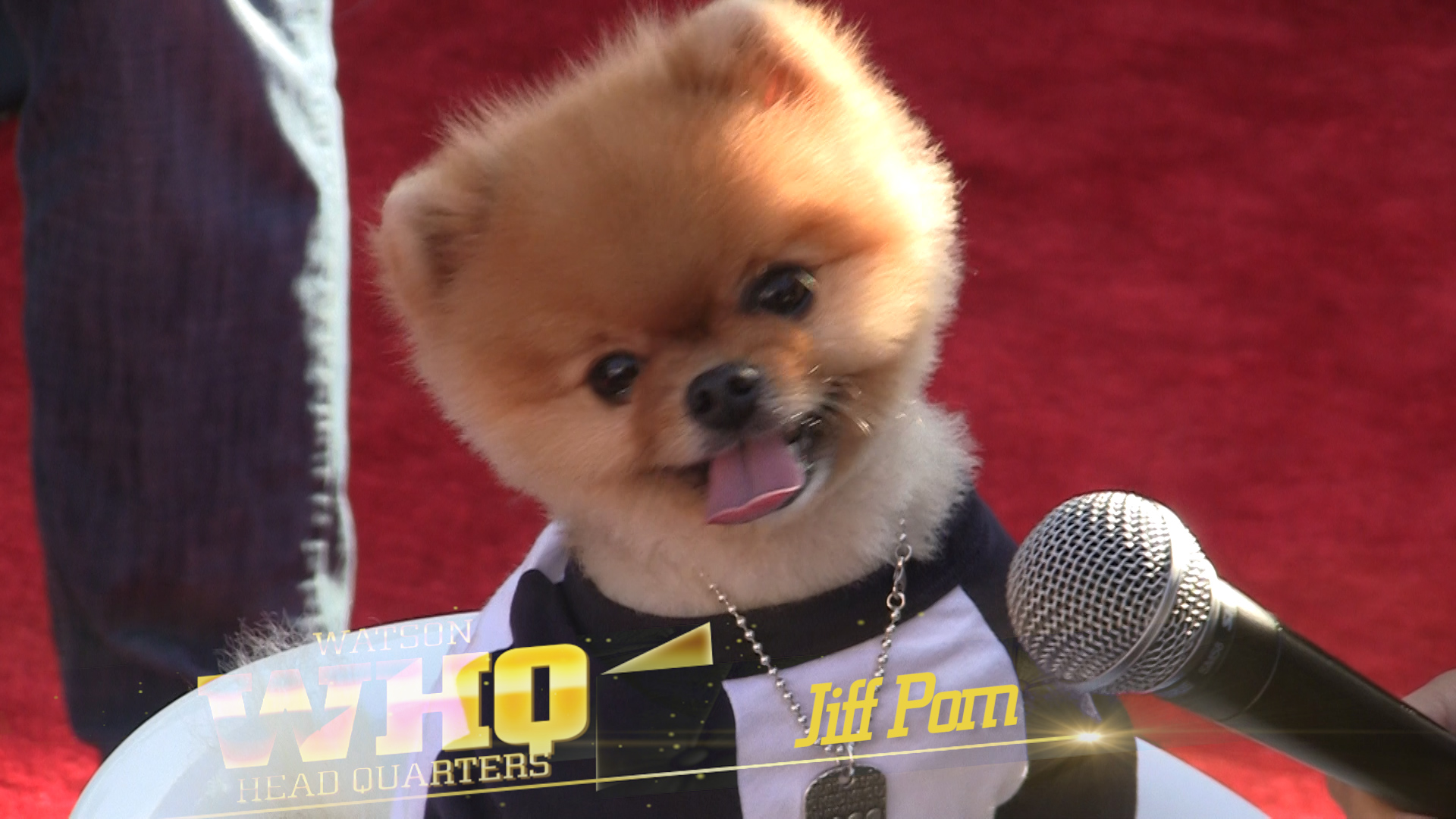 Jiff Pom - Pomeranian , HD Wallpaper & Backgrounds