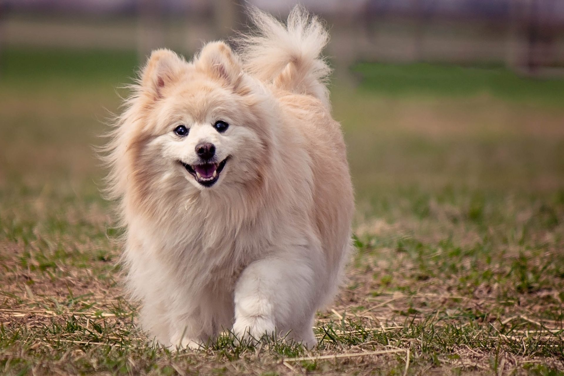 Pomeranian Wallpapers - Good Morning Images Dog , HD Wallpaper & Backgrounds