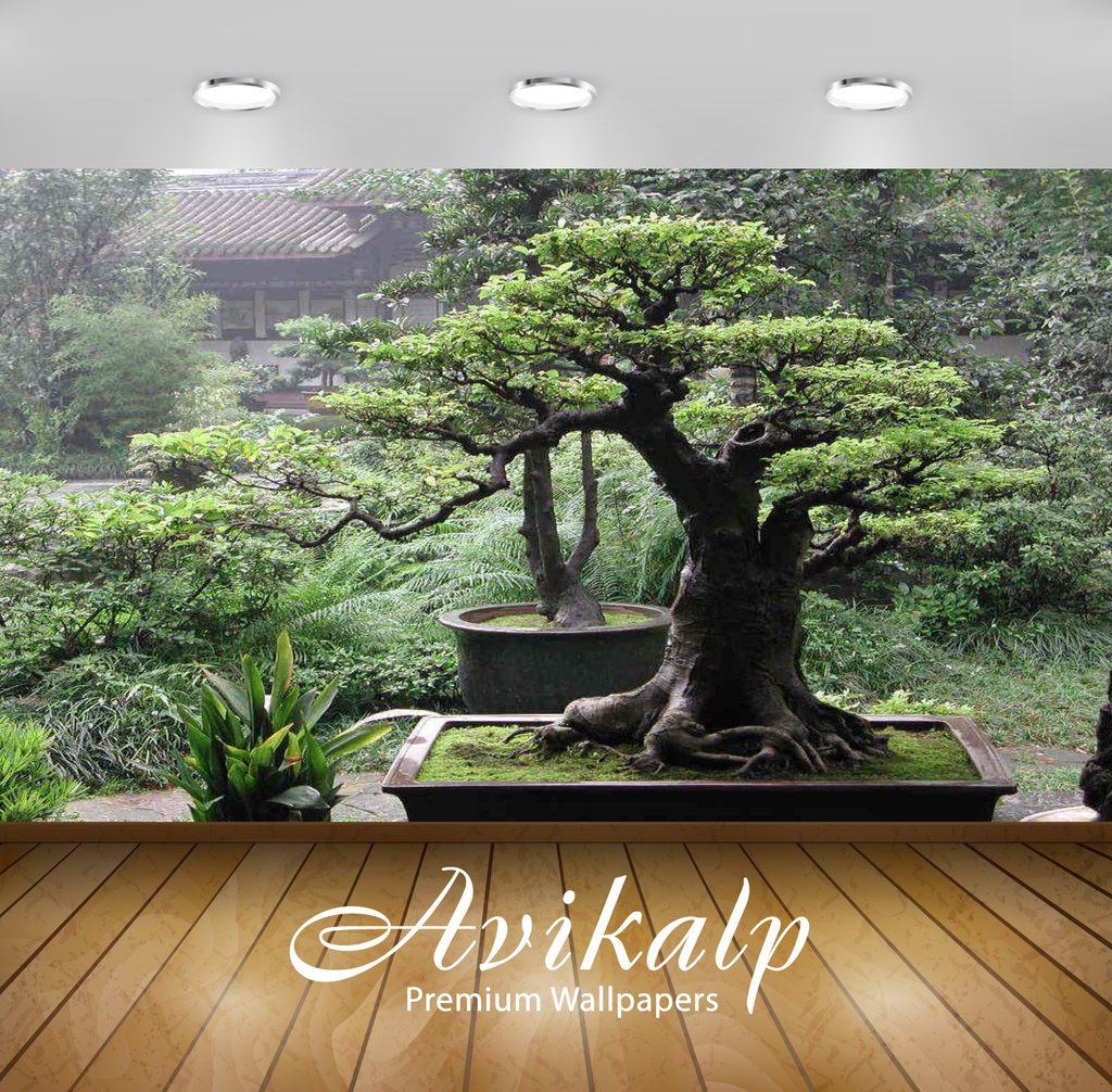 Avikalp Exclusive Awi3288 Bonsai Tree Nature Full Hd - Bonsai Tree , HD Wallpaper & Backgrounds