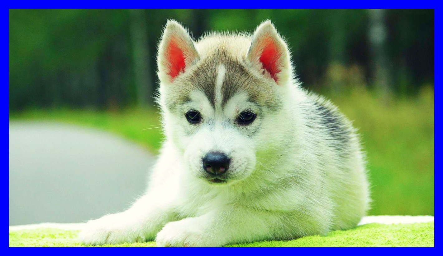 Appealing Cute Dogs And Puppies Backgrounds With Baby - Cute Puppy Husky Dog , HD Wallpaper & Backgrounds