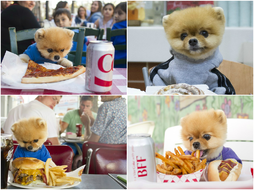 Heres Why Jiff The Pomeranian Is Cutest Foodie In - Jiff Poms Owner , HD Wallpaper & Backgrounds