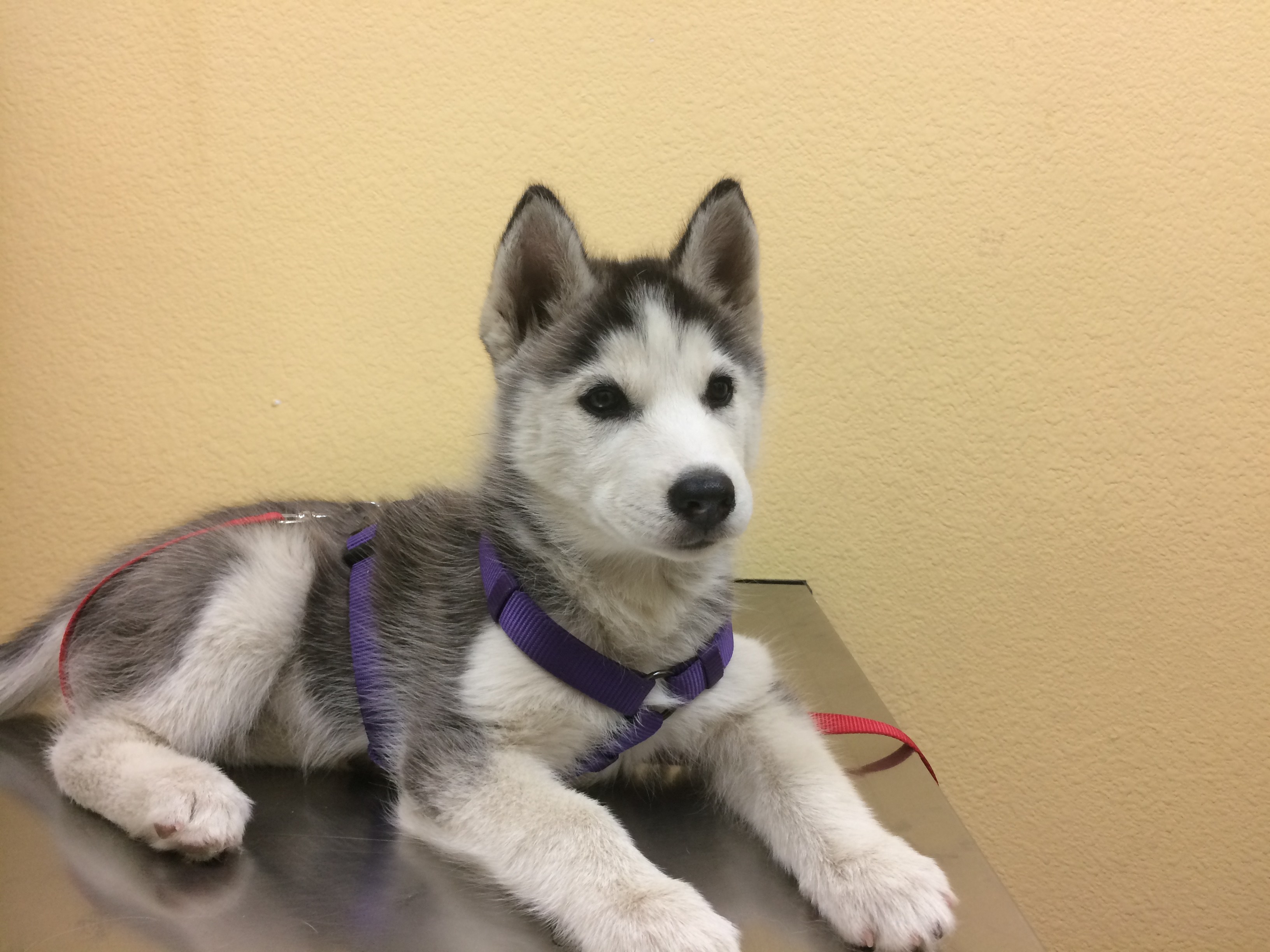Husky Puppy At The Vet , HD Wallpaper & Backgrounds