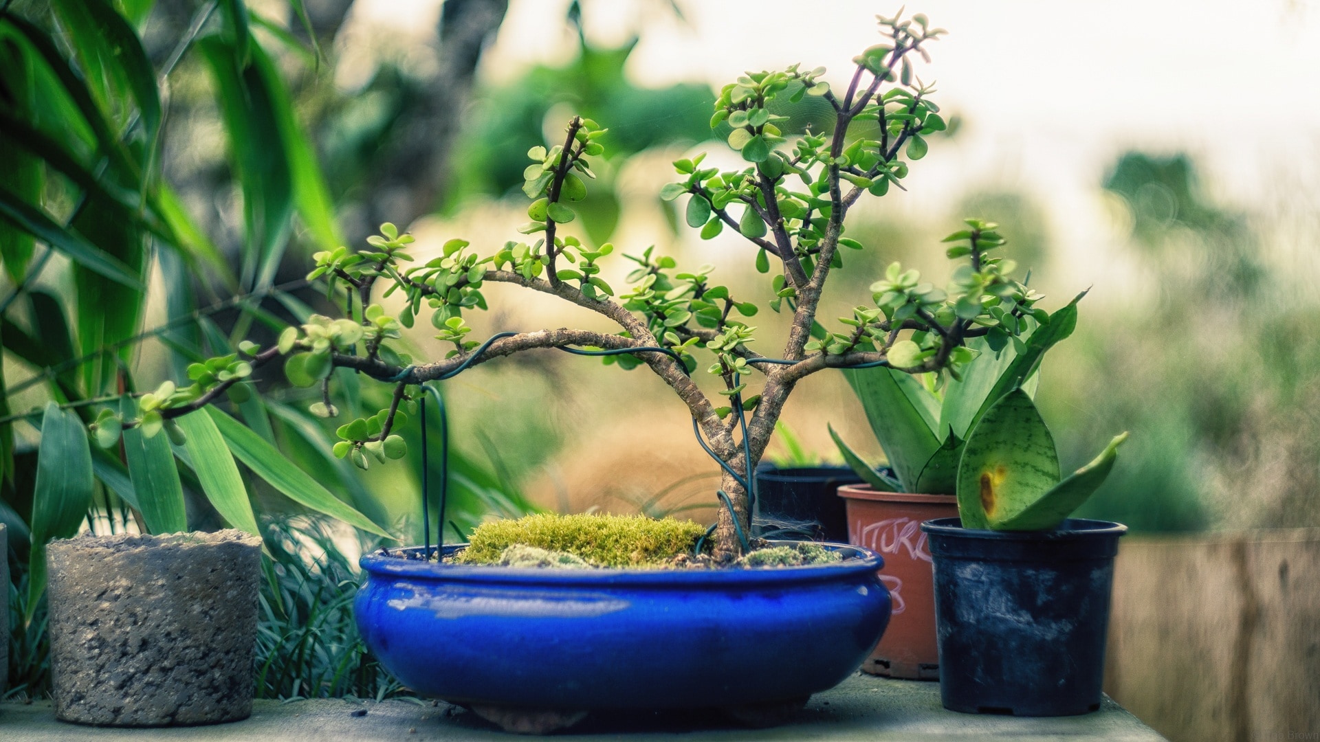 Green Bonsai Tree - Young Bonsai , HD Wallpaper & Backgrounds