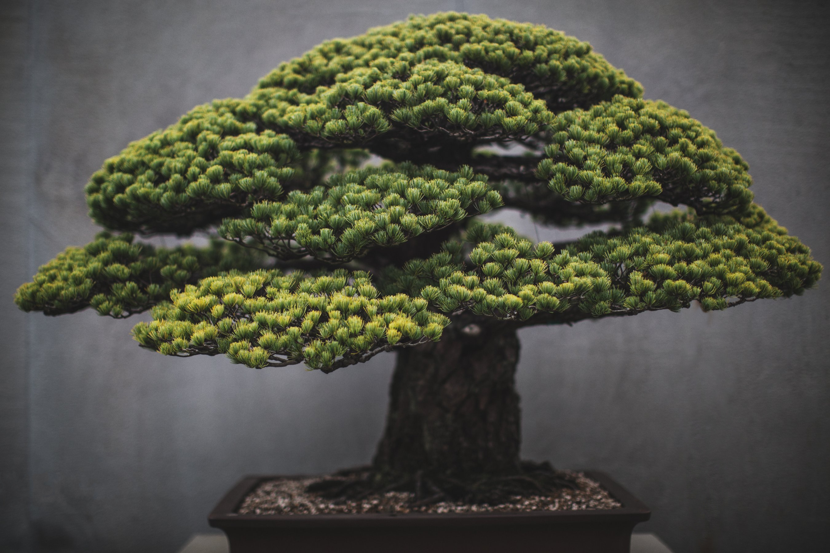 Bonsai Wallpaper - Bonsai Tree Photography , HD Wallpaper & Backgrounds
