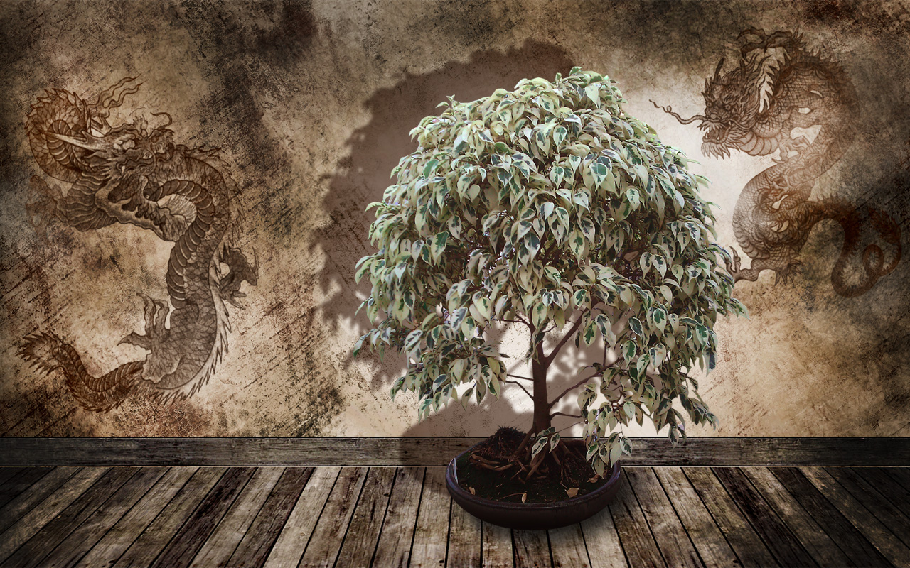 Hd Wallpaper Of Bonsai Tree Wallpaper Hd, Desktop Wallpaper , HD Wallpaper & Backgrounds