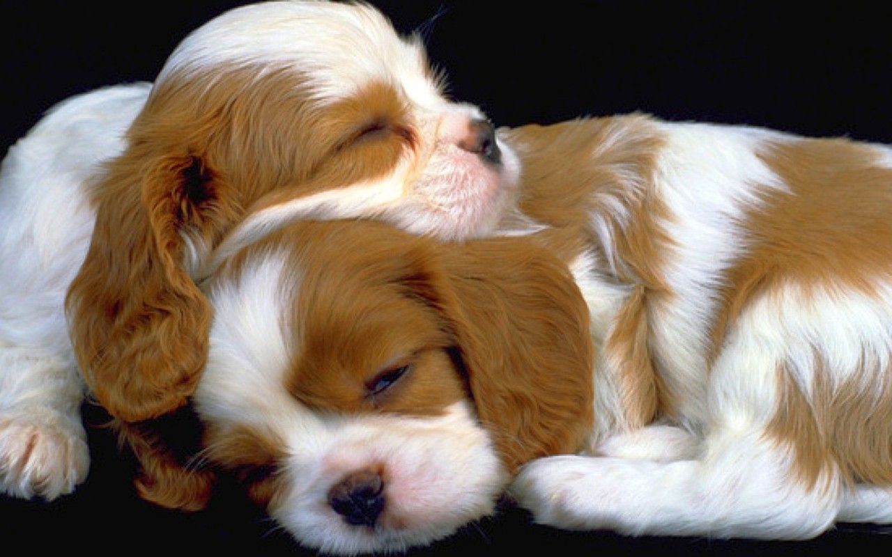 Hd Puppies Pictures, Puppies Images, Puppy Photos, , HD Wallpaper & Backgrounds