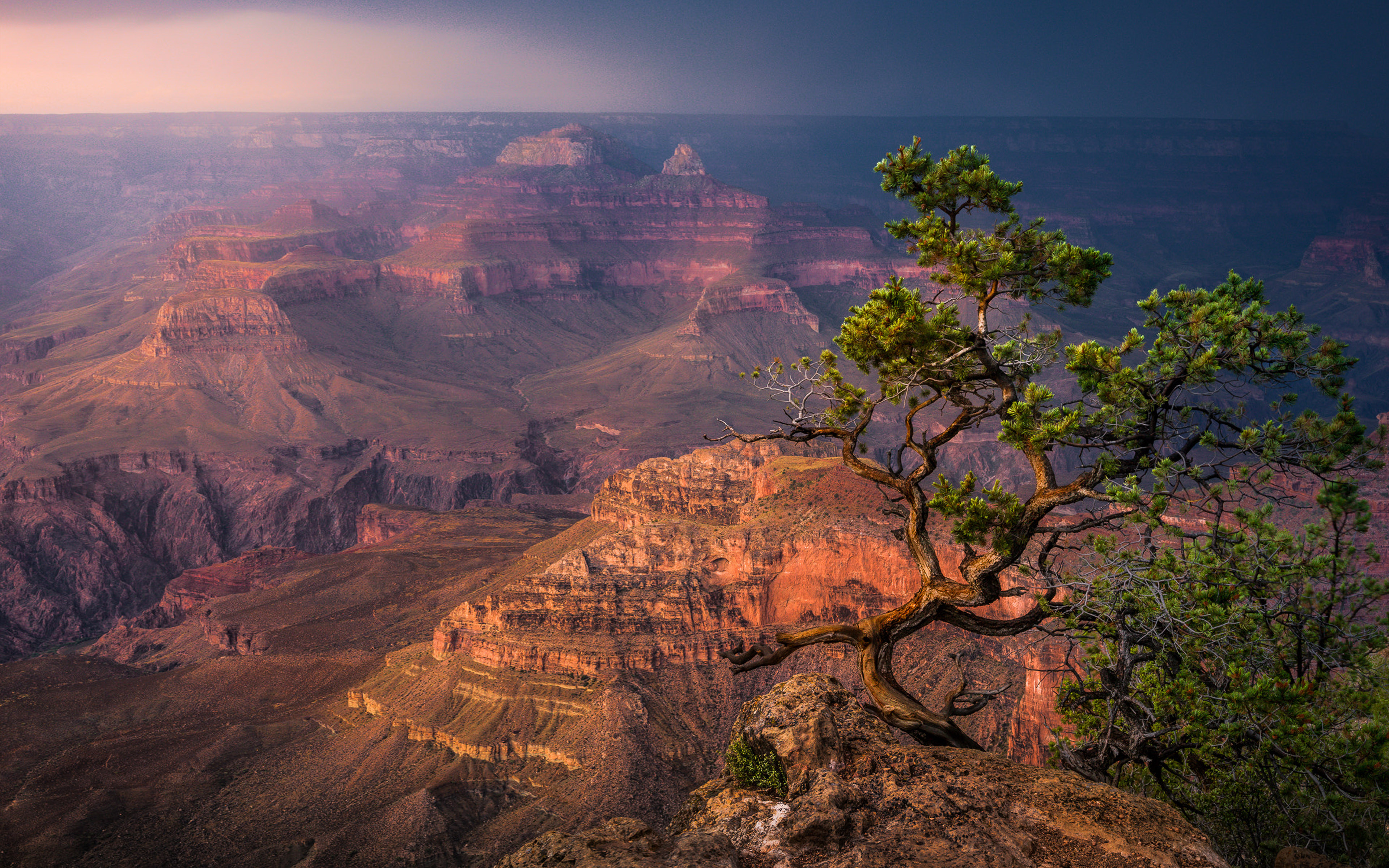 Arizona Desert Bonsai Trees Grand Canyon's South Rim - South Rim Trail , HD Wallpaper & Backgrounds