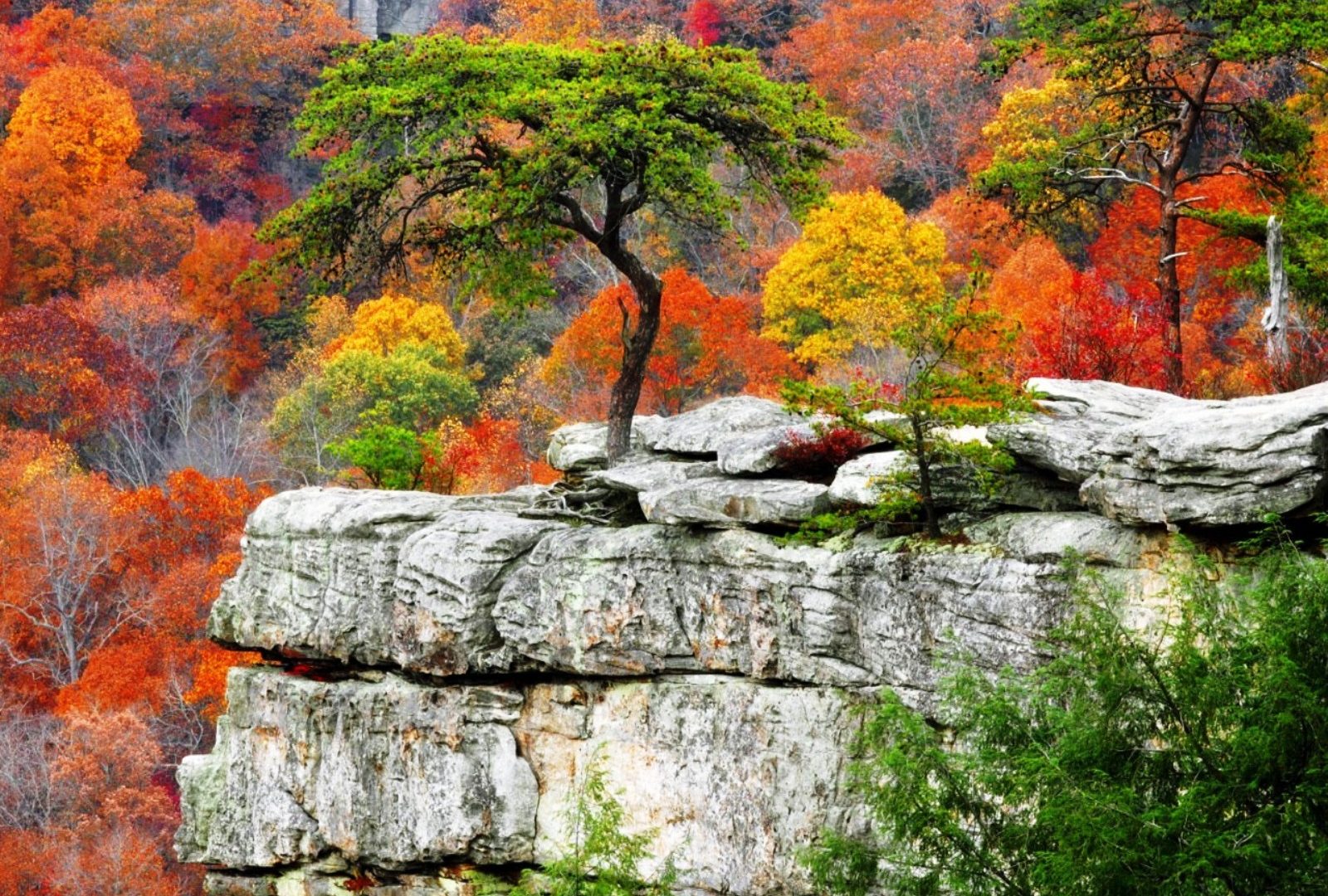 Rocky Nice Bonsai Tree Mountain Moon Wallpaper - Fall Mountain Desktop Backgrounds , HD Wallpaper & Backgrounds
