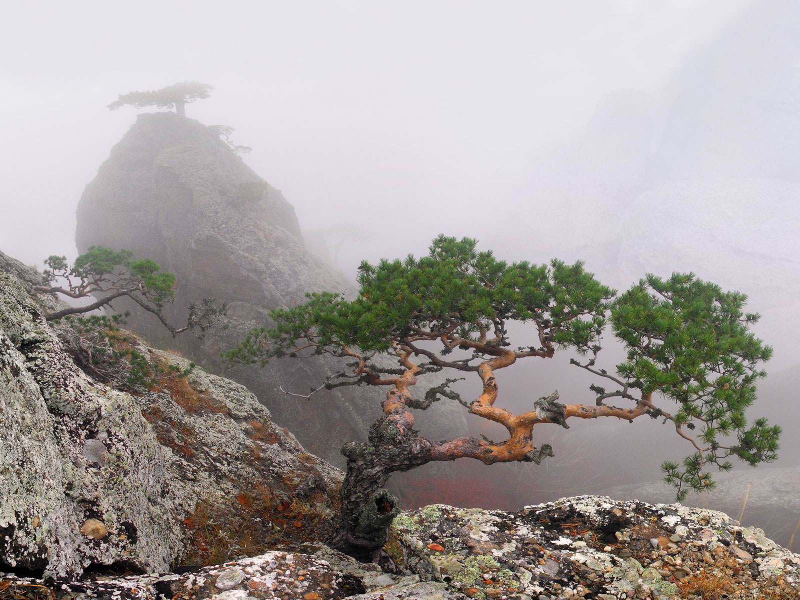 30 Cozy Karate Kid Bonsai Tree Photos - Bonsai Tree On Mountain , HD Wallpaper & Backgrounds