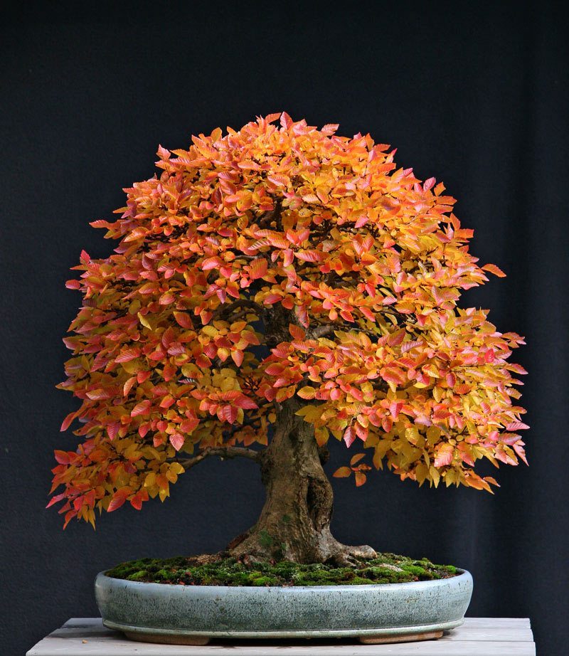 Bonsai Tree This Is An Imported Korean Hornbeam Carpinus - Bonsai Tree Orange Leaves , HD Wallpaper & Backgrounds