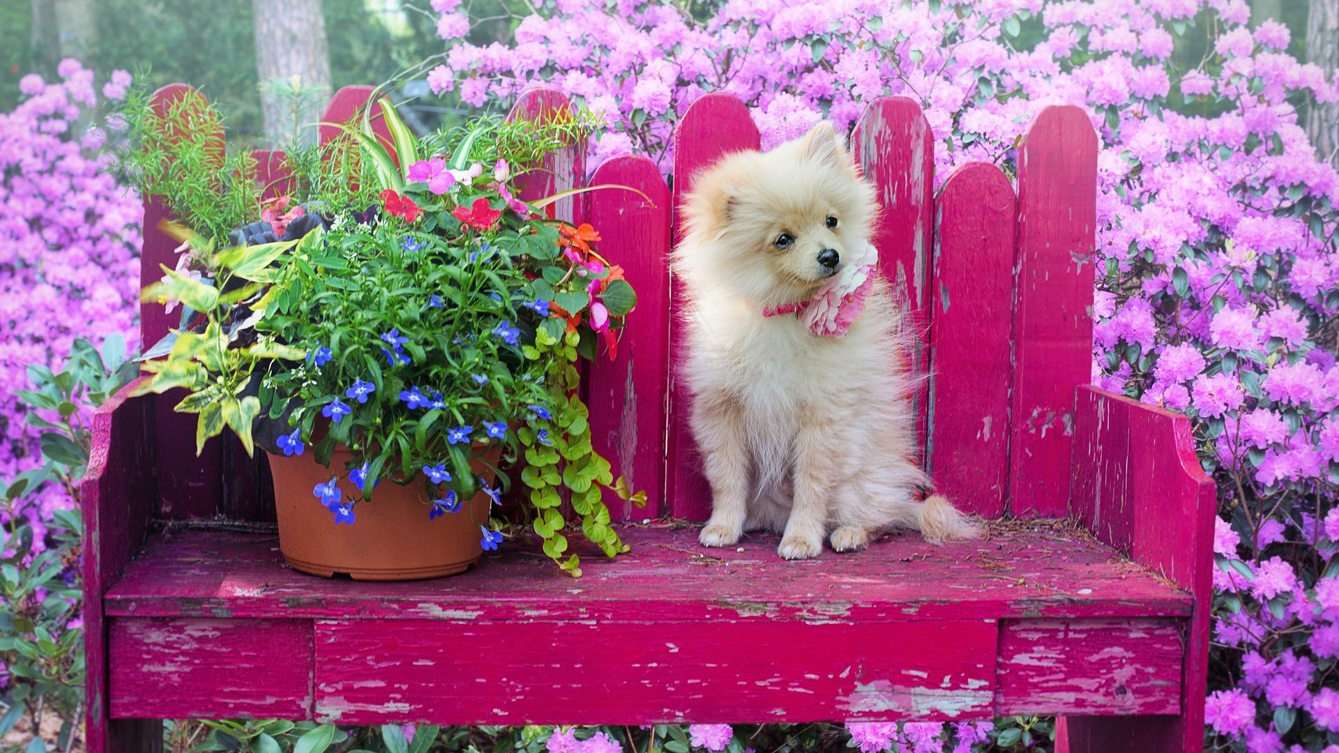 Pomeranian Wallpaper - Cute Puppies In Garden , HD Wallpaper & Backgrounds