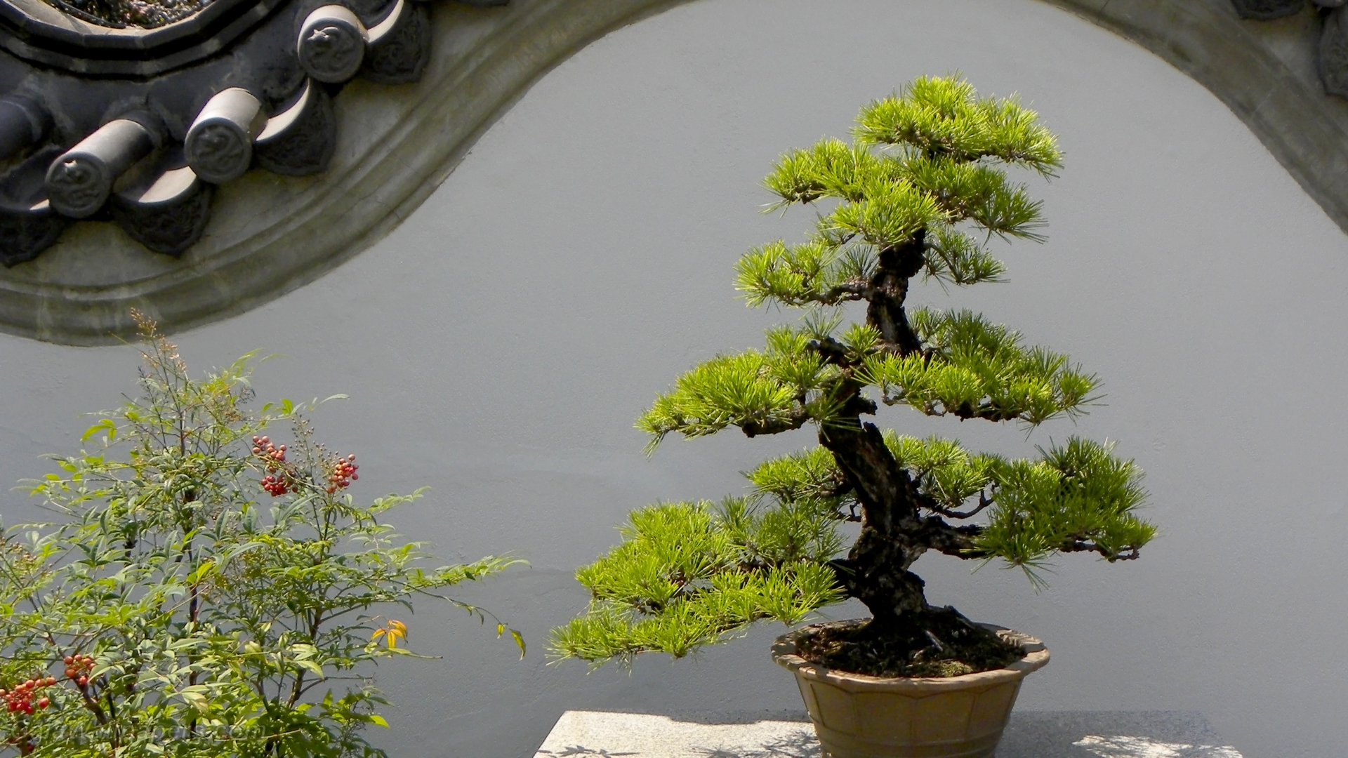 Beautiful Pine Bonsai - 1080 X 1920 Bonsai , HD Wallpaper & Backgrounds