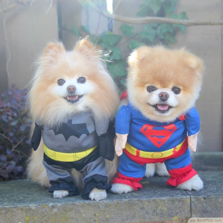 Twin Cute Dogs Dressed In Super Hero Batman And Superman - Boo And Buddy , HD Wallpaper & Backgrounds