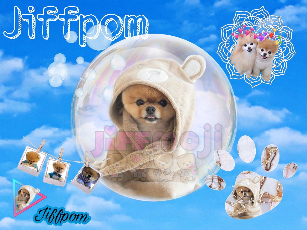 Jiffpom Image - Companion Dog , HD Wallpaper & Backgrounds
