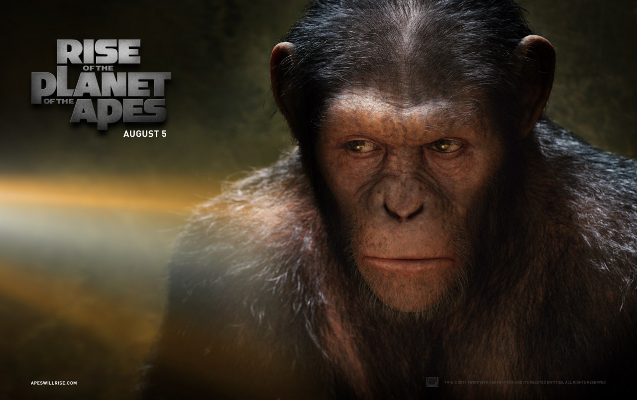 Wide Rise Of The Planet Of The Apes - Caesar From Dawn Of The Planet , HD Wallpaper & Backgrounds