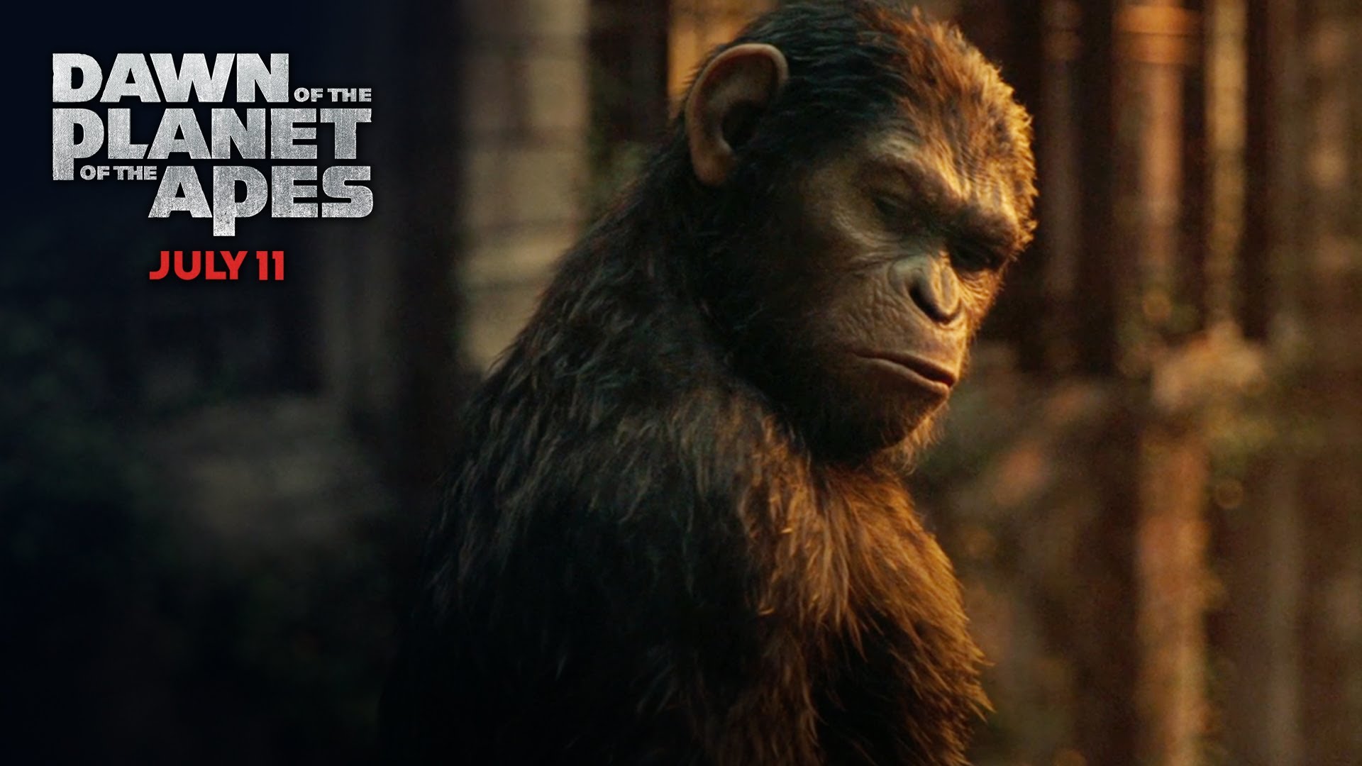 Dawn Of The Planet Of The Apes Caesar Vs Koba Wallpaper - Common Chimpanzee , HD Wallpaper & Backgrounds