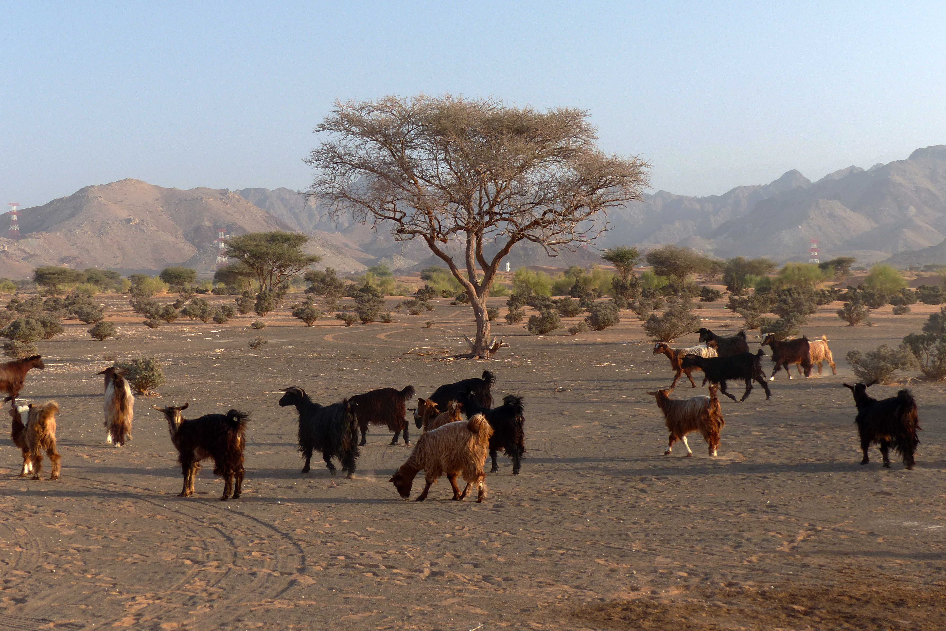 Download Preview Desert Goat Oman Goats Animals Livestock - Cabra Desierto , HD Wallpaper & Backgrounds