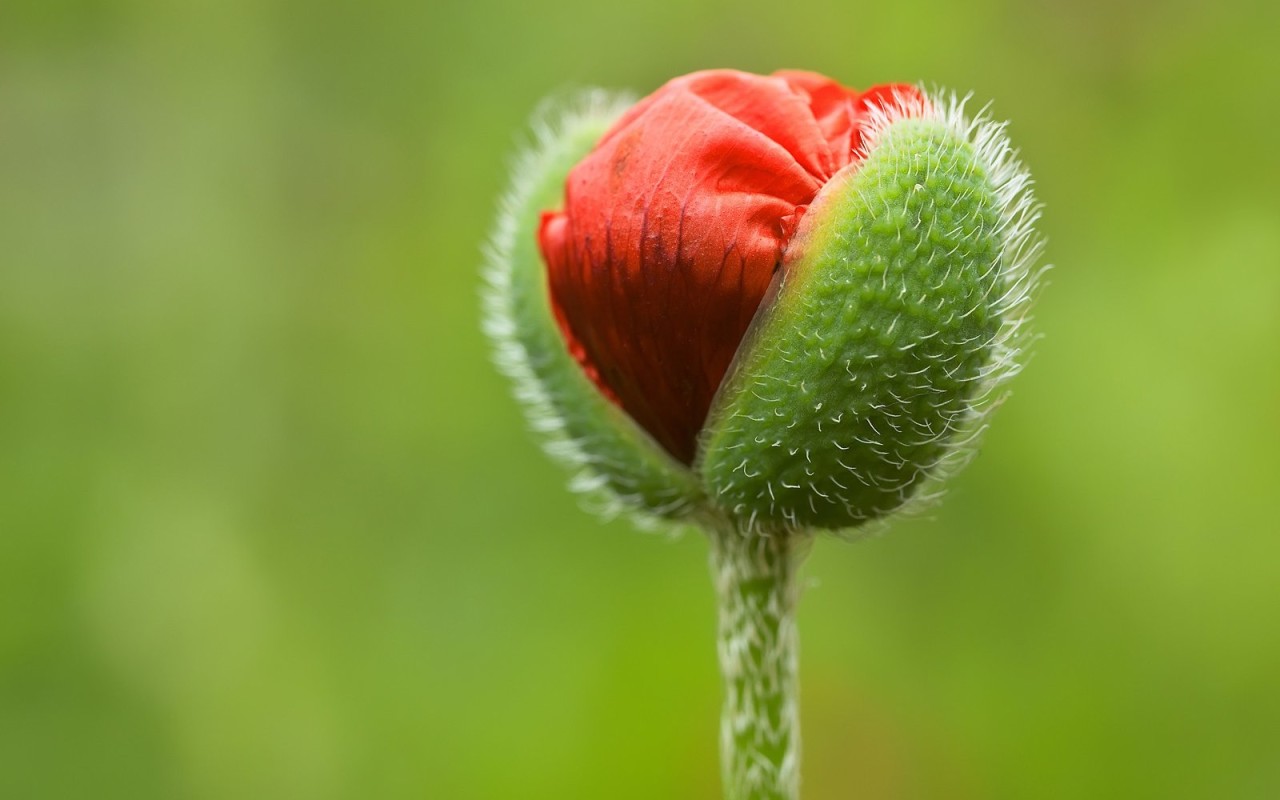 Flower Bud Wallpaper Hd - Poppy Flower Buds , HD Wallpaper & Backgrounds