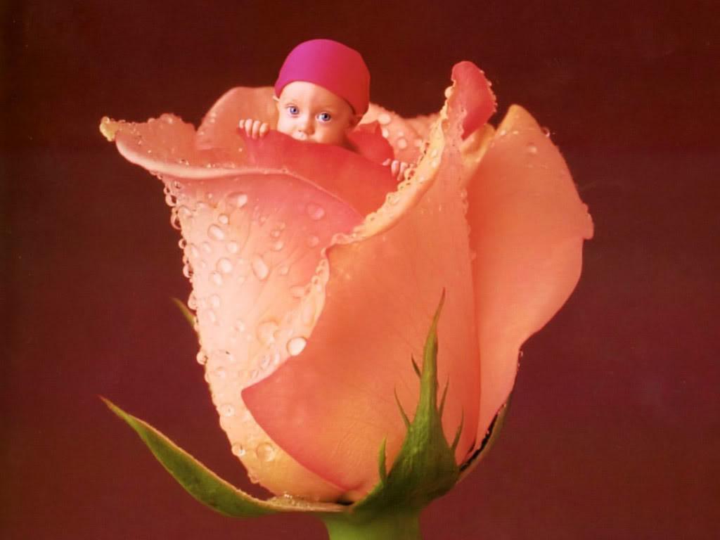 Rose Bud,wallpaper - Anne Geddes Baby Girl , HD Wallpaper & Backgrounds