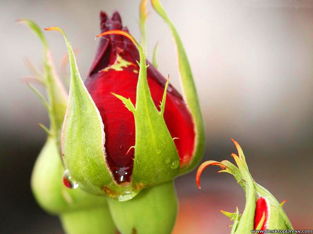 Red Rose Bud - Red Rose Bud Flowers , HD Wallpaper & Backgrounds