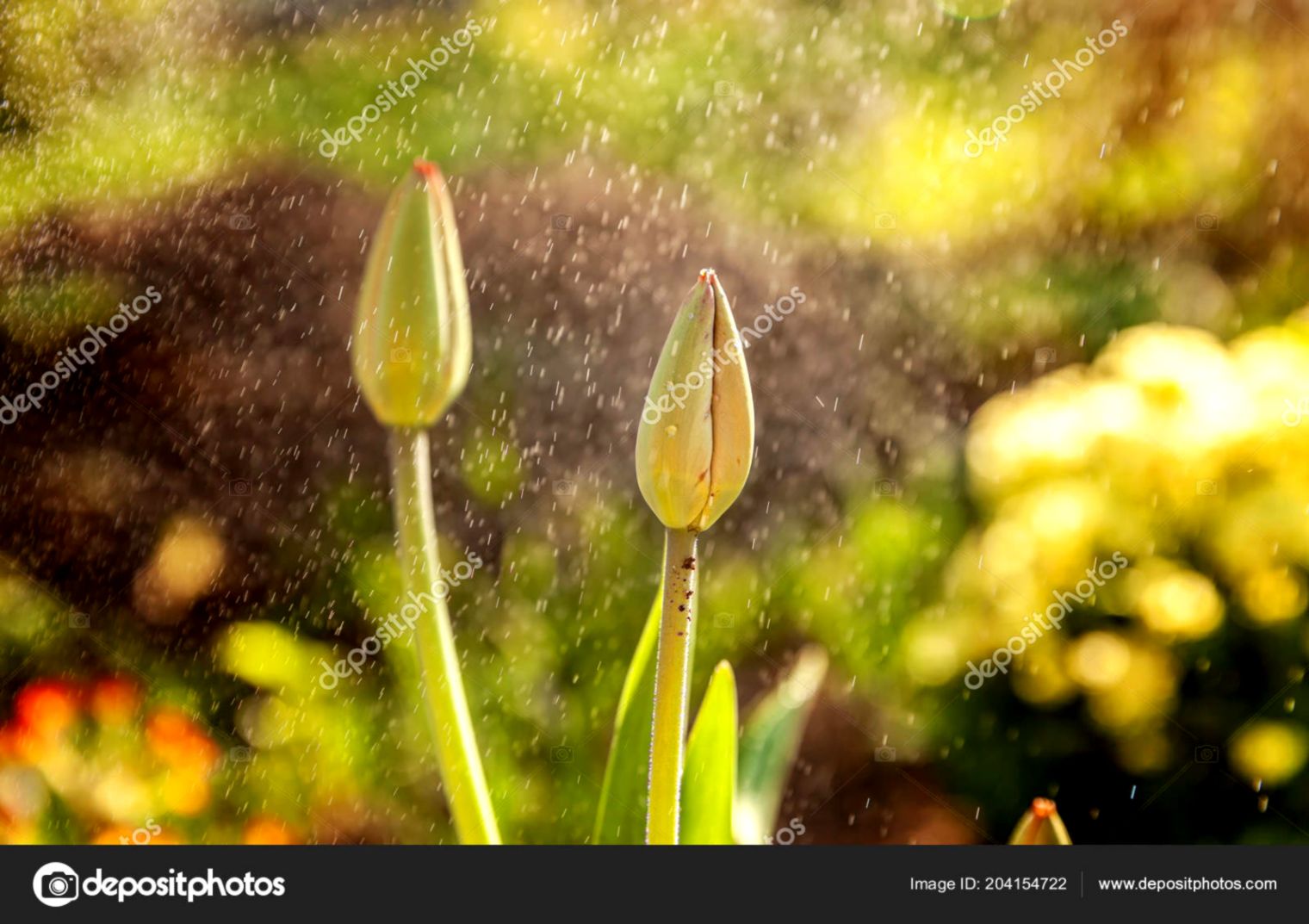 Flower Tulips Start Bloom Buds Inspirational Natural - Tulip , HD Wallpaper & Backgrounds