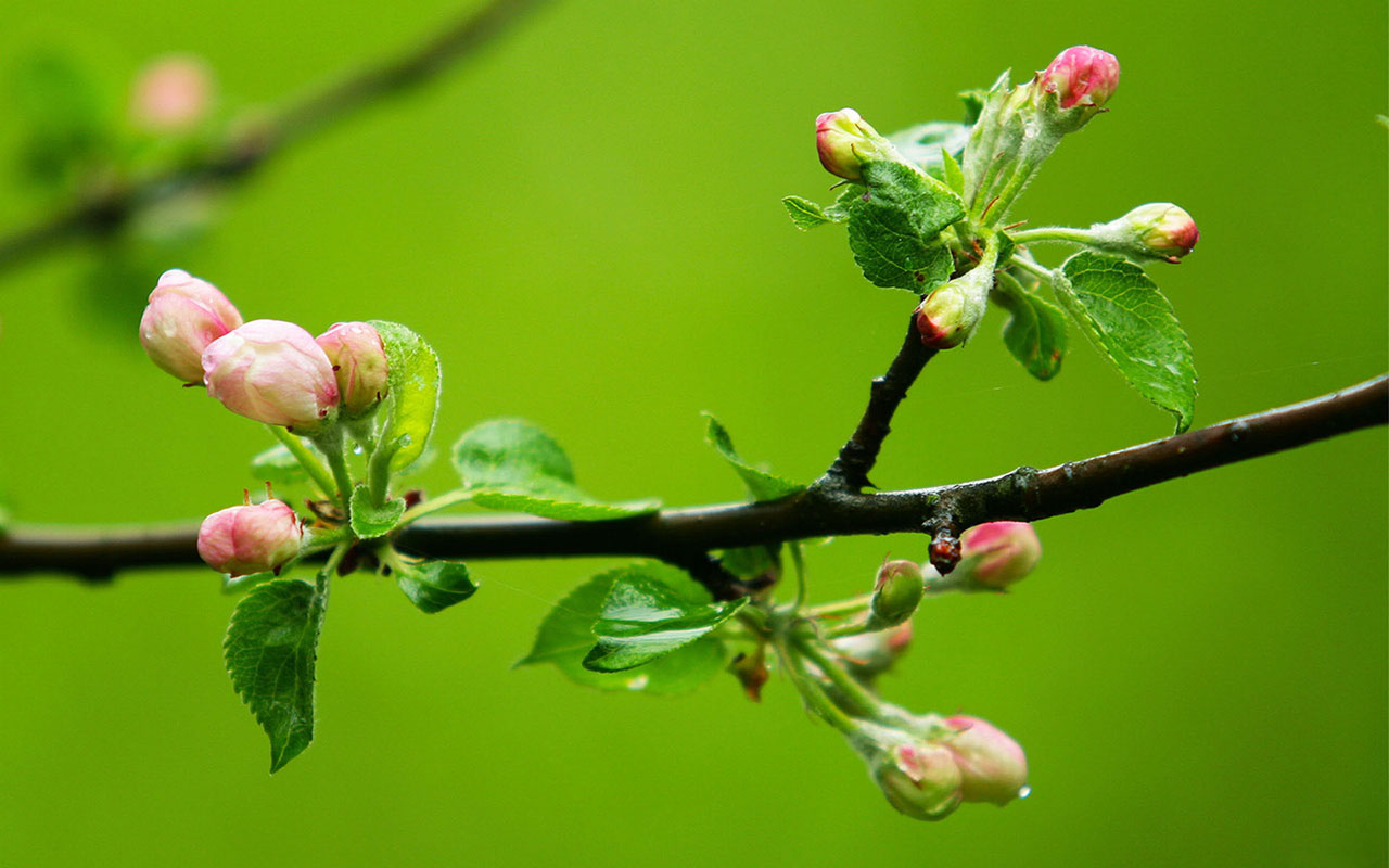 Spring Branches Bud Hd Wallpapers 9 Wallpapers - Bud In Spring , HD Wallpaper & Backgrounds