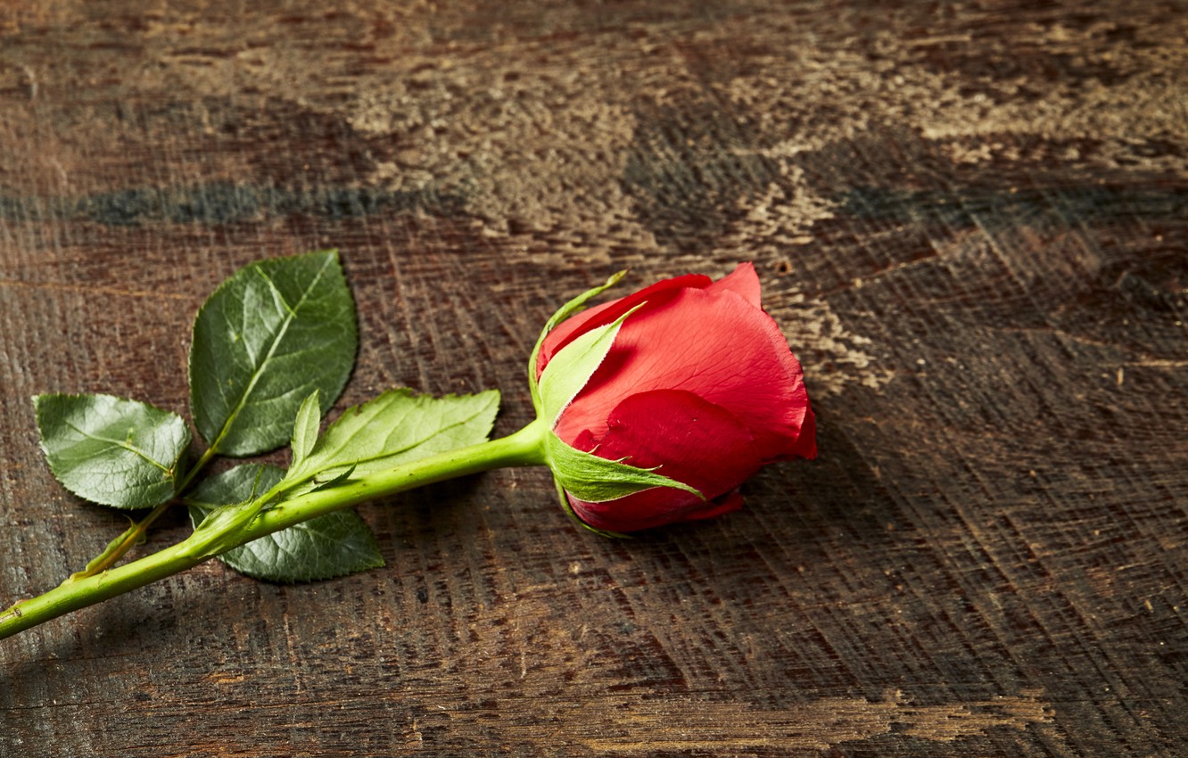 Photo Wallpaper Roses, Bud, Red, Rose, Red Rose, Wood, - Garden Roses , HD Wallpaper & Backgrounds