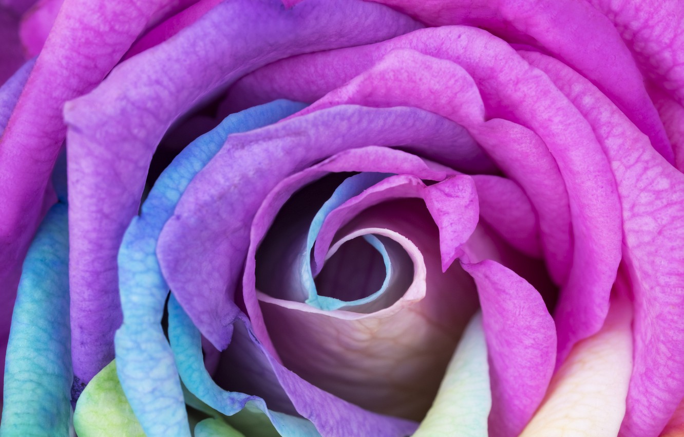 Photo Wallpaper Flower, Macro, Rose, Rainbow, Bud, - Sfondi Di Rose Viola , HD Wallpaper & Backgrounds