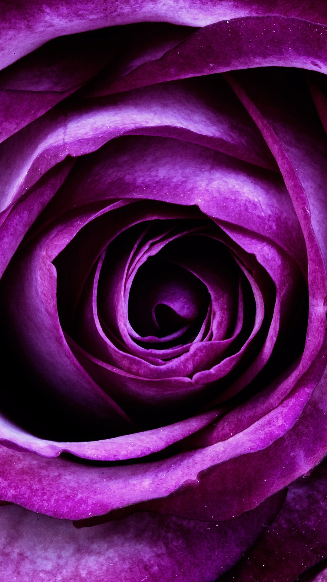 Download - Dark Rose Color Palette , HD Wallpaper & Backgrounds